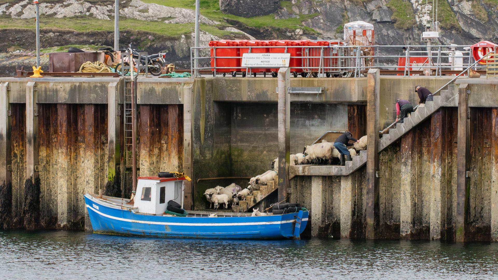 A small, open boat rests at the foot of an open stairway on a concrete pier. Three men urge the sheep to descend toward the boat. 